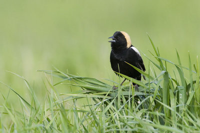 bobolink 052607_MG_0682