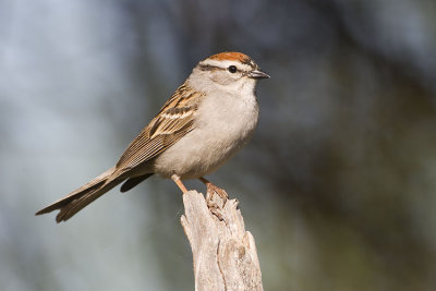 chipping sparrow 053007_MG_0113
