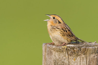 leconte's sparrow 060407_MG_0485