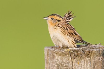 leconte's sparrow 060407_MG_0542