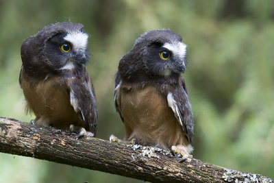 northern saw-whet owlets 052707_MG_0057