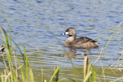 pied-billed grebe 060307_MG_0028
