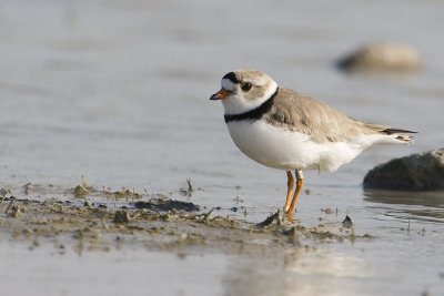 piping plover 060407_MG_0263