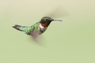 ruby-throated hummingbird 060307_MG_0288