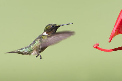 ruby-throated hummingbird 060307_MG_0312