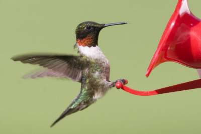 ruby-throated hummingbird 060307_MG_0366