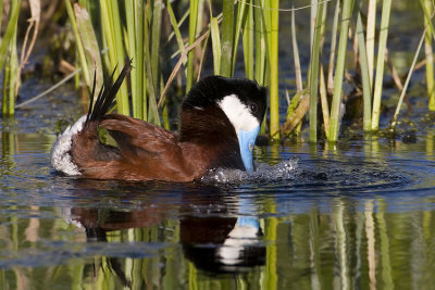 ruddy duck 053007_MG_0149