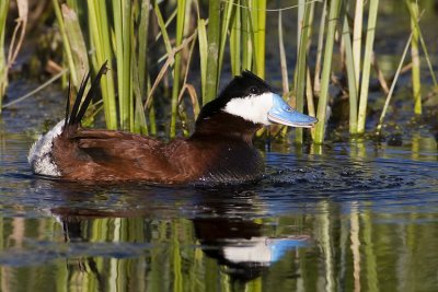 ruddy duck 053007_MG_0150