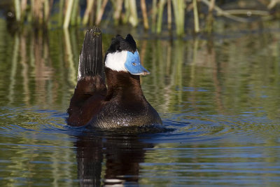 ruddy duck 053007_MG_0185