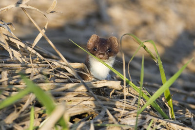 short-tailed weasel 060307_MG_0730