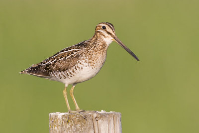 wilson's snipe 060407_MG_0403
