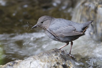 american dipper 061007_MG_1023