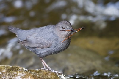 american dipper 061007_MG_1151