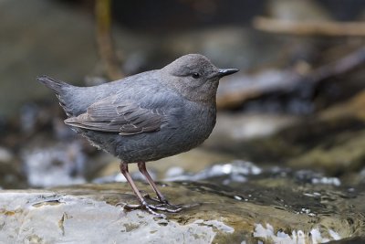 American Dippers