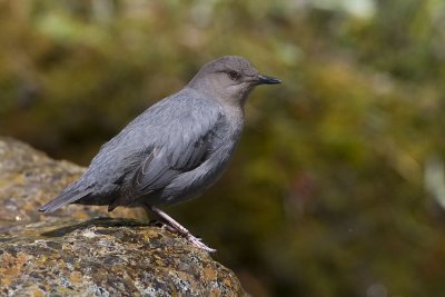 american dipper 061007_MG_1628