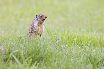 columbian ground squirrel 060907_MG_0555