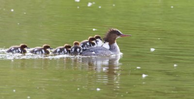 common mergansers 061107_MG_0012