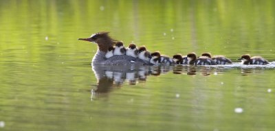 common mergansers 061107_MG_0067