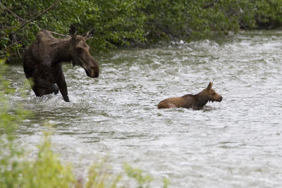 moose 060907_MG_0758