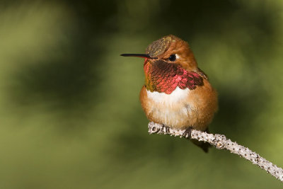 rufous hummingbird 060807_MG_0108