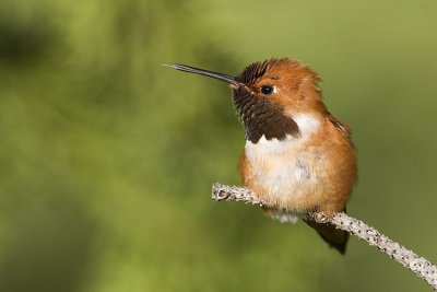 rufous hummingbird 060807_MG_0201
