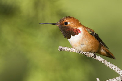 rufous hummingbird 060807_MG_0237