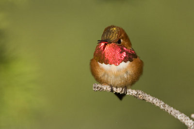 rufous hummingbird 060807_MG_0367