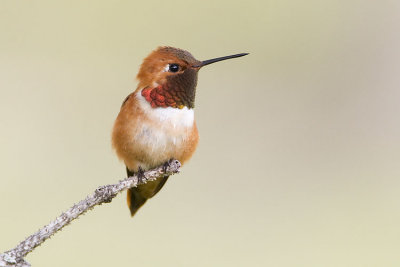 rufous hummingbird 060907_MG_0498