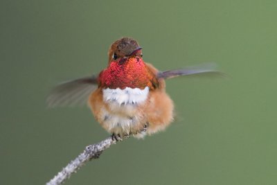 rufous hummingbird 060907_MG_0522