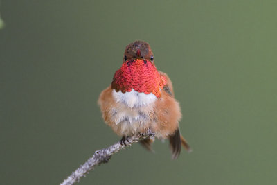 rufous hummingbird 060907_MG_0530