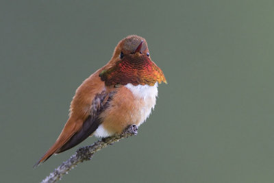 rufous hummingbird 060907_MG_0679
