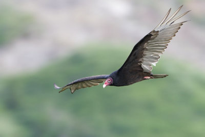 turkey vulture 061007_MG_1736