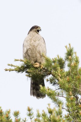 northern goshawk 061907_MG_0048