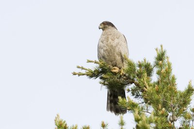 northern goshawk 061907_MG_0037
