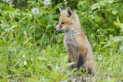 red fox 061607_MG_0049