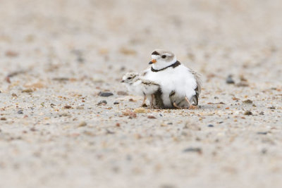 piping plovers 061707_MG_0976
