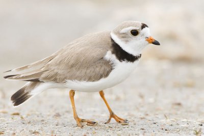 piping plover 061707_MG_0804