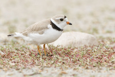 piping plover 061707_MG_0772