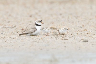 piping plovers 061707_MG_0567