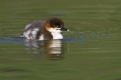 common merganser 061507_MG_0336