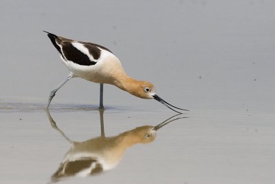 american avocet 062407_MG_0284