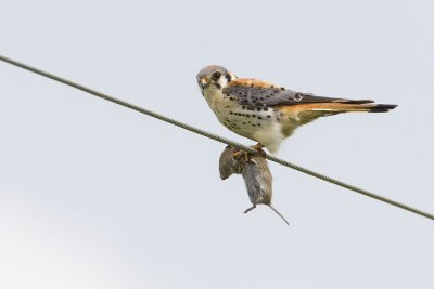 american kestrel 062507_MG_0040
