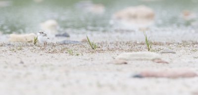 piping plover 062407_MG_0129