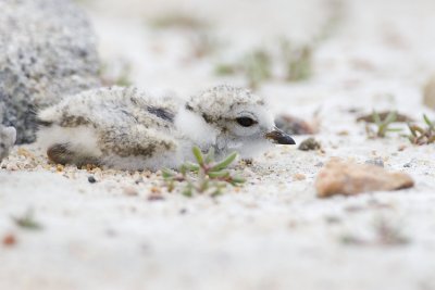 piping plover 062407_MG_0174