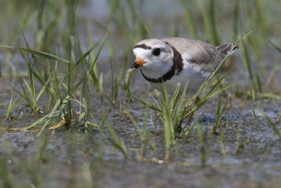 piping plover 062407_MG_0486