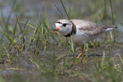 piping plover 062407_MG_0508
