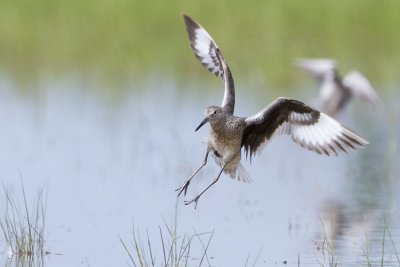 willet 062407_MG_0669