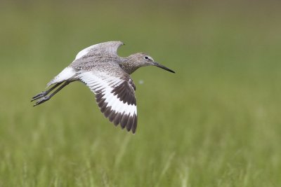 willet 062407_MG_0677