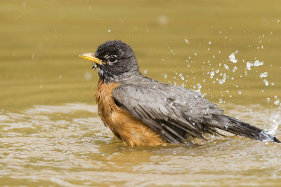 american robin 062907_MG_1124