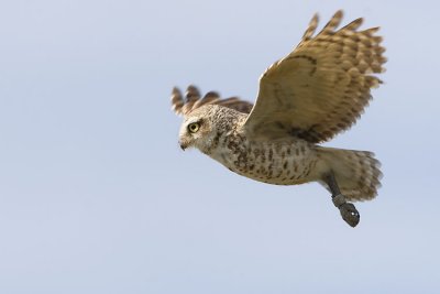 burrowing owl 063007_MG_1248